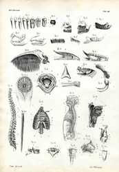 Denti, 1863-79
